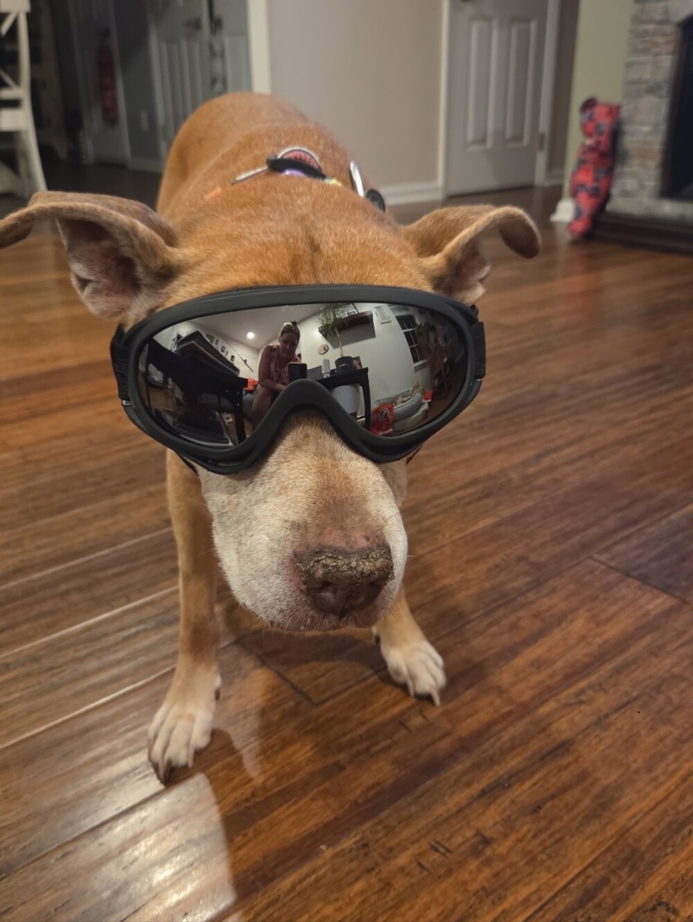 Dog Protective Goggles - Black Mirrored Lens